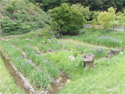 菖蒲園5月22日（西側）