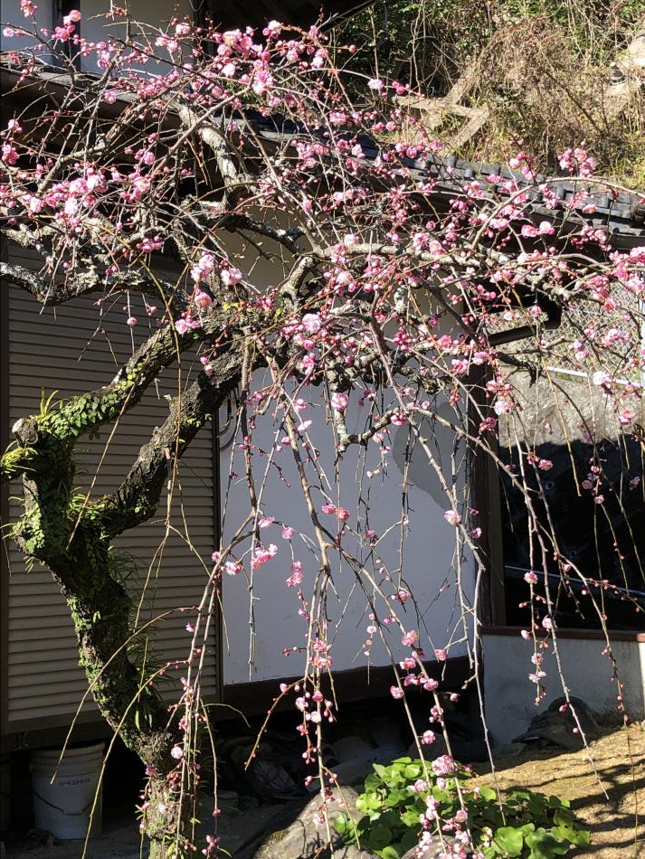 しだれ桜