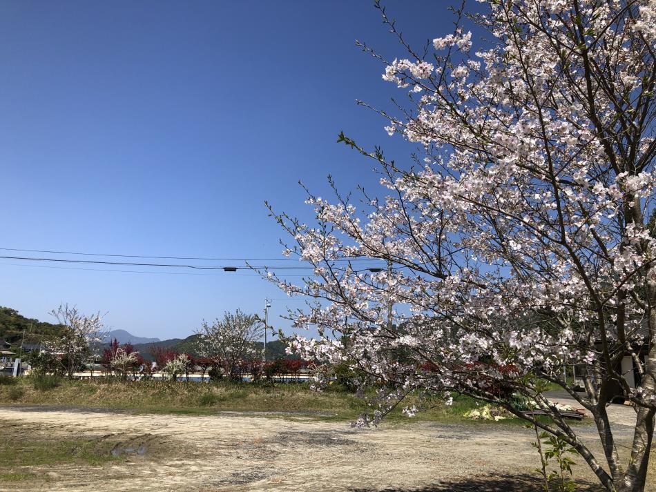桜⑫