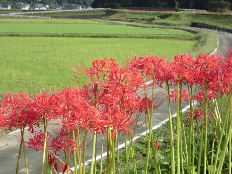 彼岸花　２０１７　５