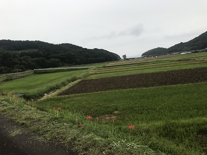 彼岸ばな４