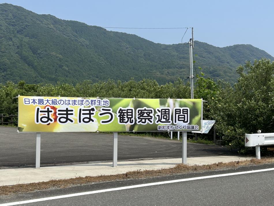 はまぼう観察週間が始まります。