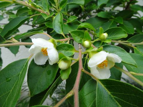 「夏椿・沙羅の花」