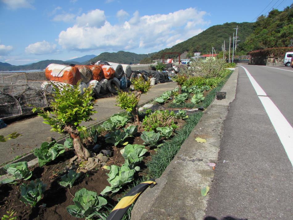 苗植え