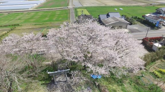 柱崎十五社宮の桜