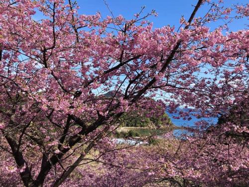 深海町の河津桜2024.2.