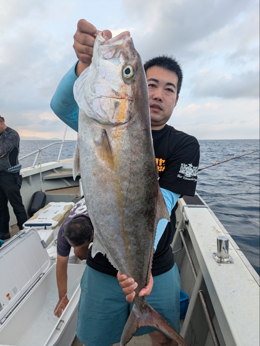 冷凍イカの泳がせ、落とし込み釣り