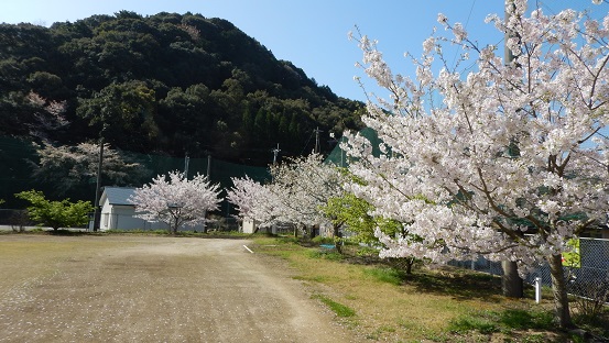 桜④