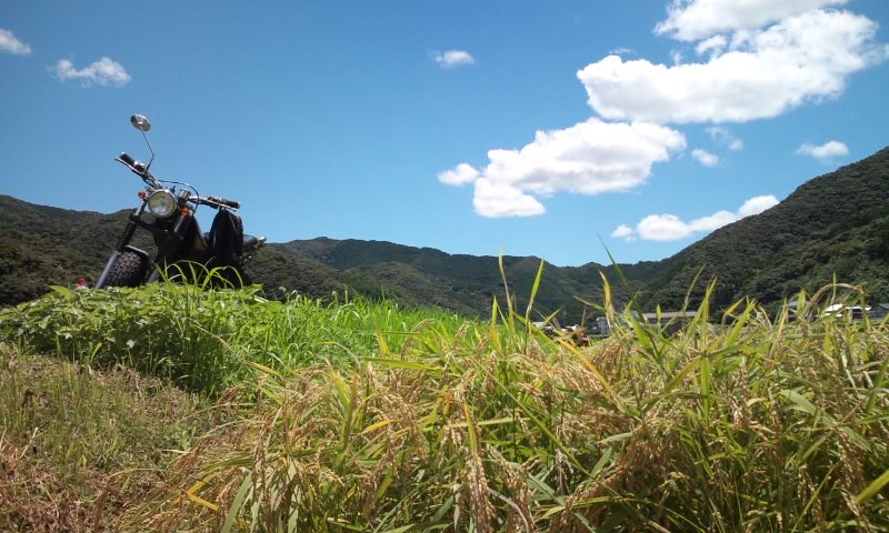 単車とたんぼ.jpg