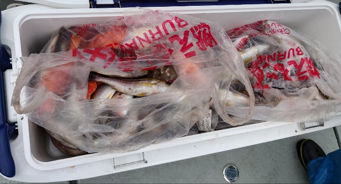 オキアミ五目釣り