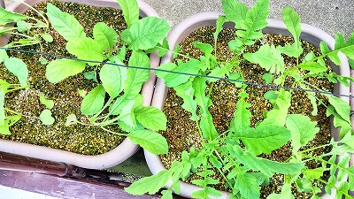 プランター菜園・大根最終間引き