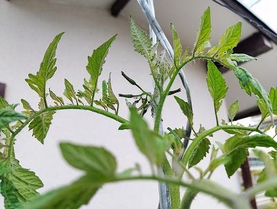 プランター菜園・下葉取り・わき芽取り