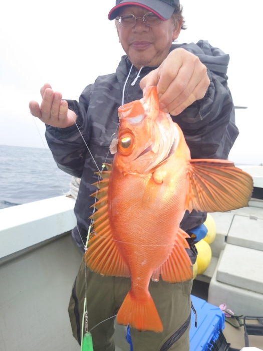 アジ泳がせと切り身釣り