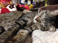 スマホでパチリ　にゃんこ13