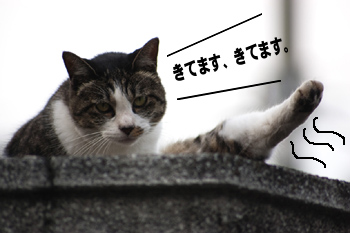 きてます。きてます。