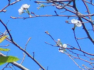 ９月桜咲く