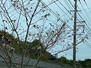 桜・狂い咲き？