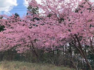 河津桜２月１７日