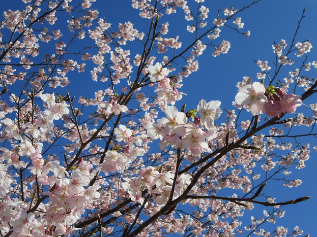 河津桜２