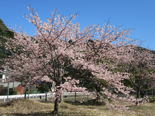 河津桜