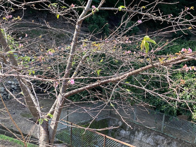 河津桜