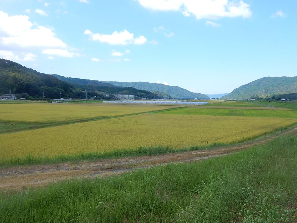 新田