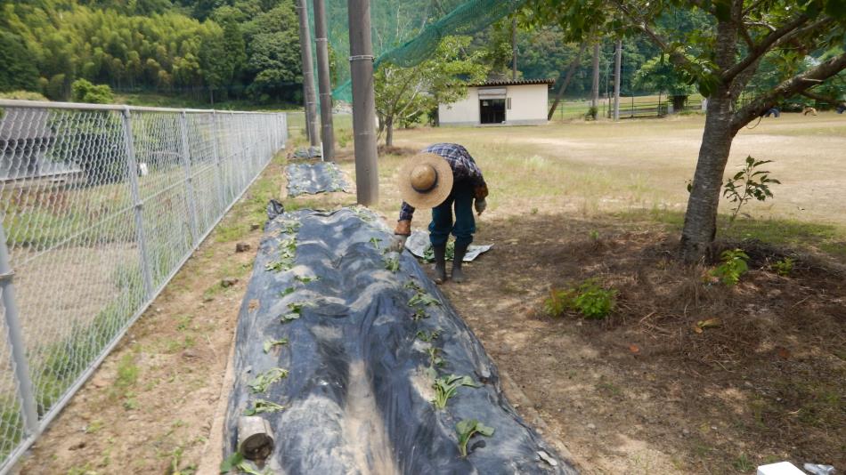 20220603いきいき健康農園からいもつる (4)