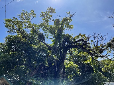 木場の船つなぎの木②