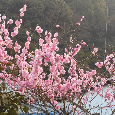 紅梅　２０１８　１