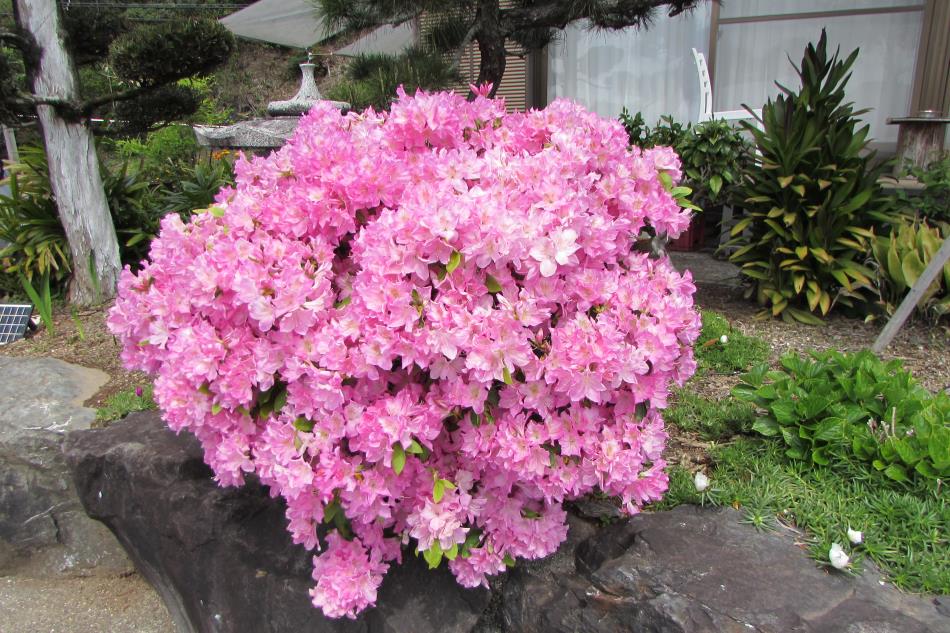 春花