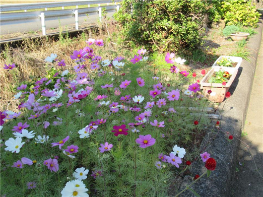 花4