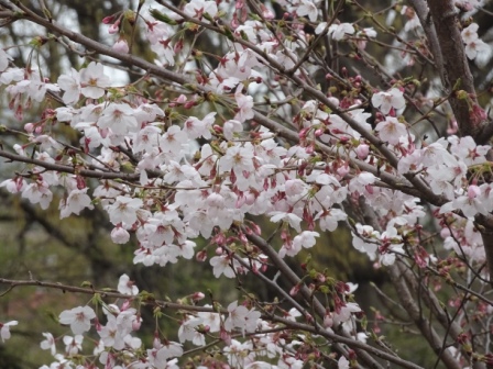 ４月のサンルーム-2