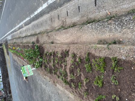 秋苗植えた後②