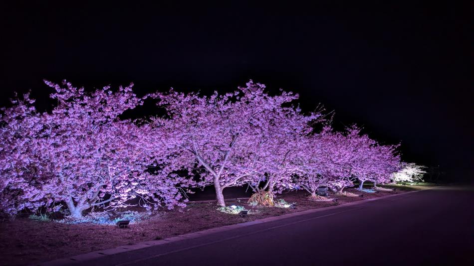 ２０２６河津桜パート３🌸