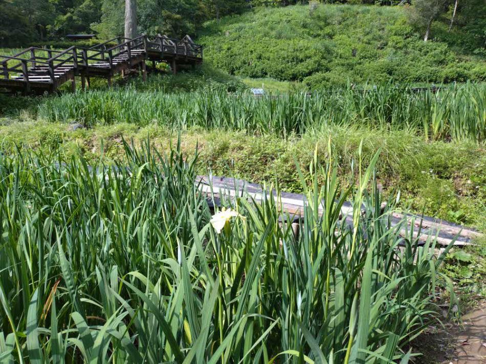 2025/5/23木道の様子②