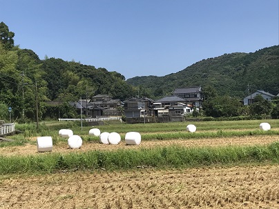 牛のエサ