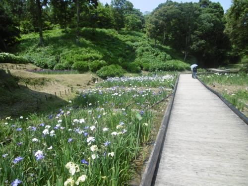 ５月31日の花菖蒲園（７分咲き）