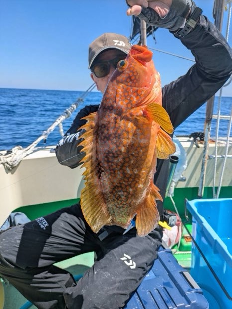 冷凍イワシ　切り身　根魚釣り