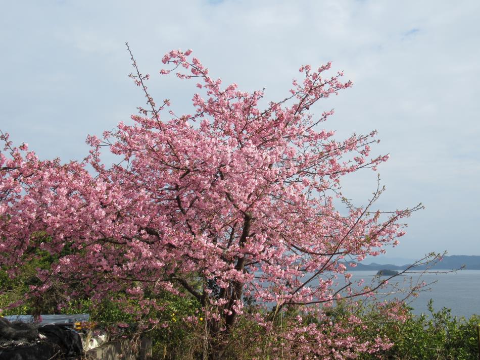 Ｒ３河津桜