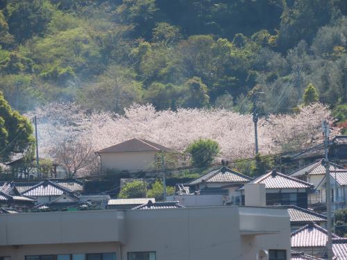 魚桜