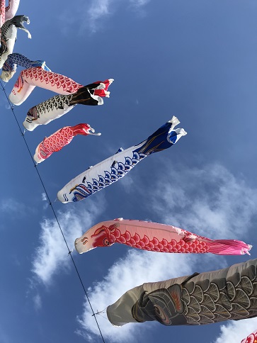 下から鯉のぼり
