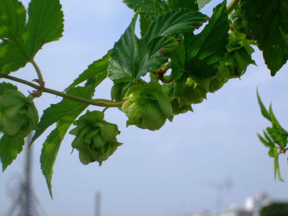 ホップ、花