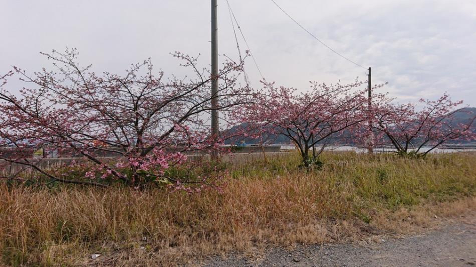 河津桜