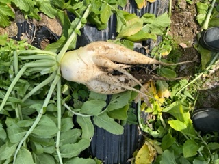 野菜5