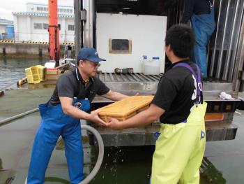 稚エビ運ぶ作業