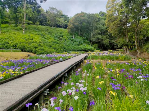 5月29日花菖蒲園2