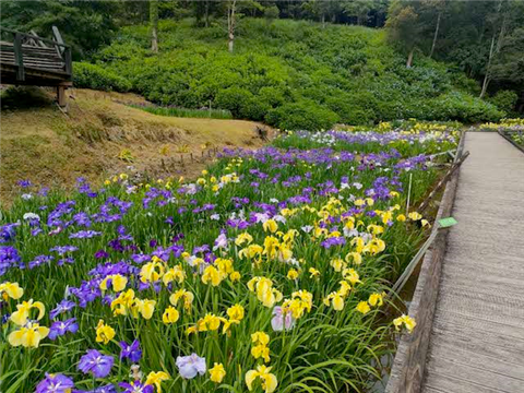 5月29日花菖蒲園1