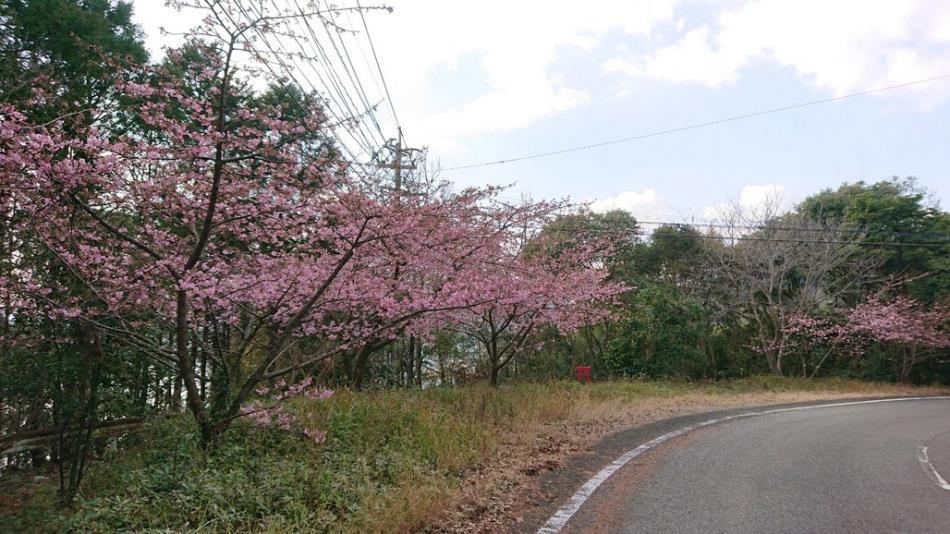 河津桜