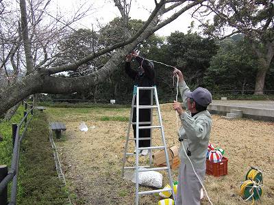 金毘羅様ライトアップ準備