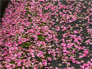 さざんかロード４（縮小320×240）